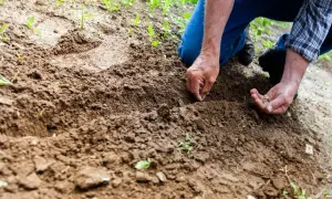 Ręce sieją nasiona w żyzną ziemię torfową.