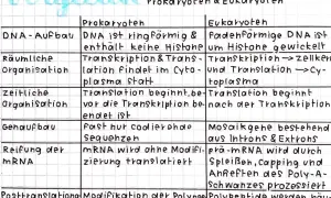 Vergleich von Prokaryoten und Eukaryoten: Unterschiede bei DNA, Organisation und Prozessen.