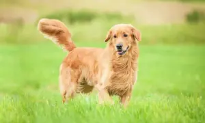 Czy golden retriever może mieszkać w bloku? Sprawdź, co musisz wiedzieć