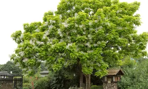 Ein blühender Trompetenbaum, giftig für Haustiere, mit üppigem grünen Laub und weißen Blütenrispen. Im Hintergrund ein Garten mit Holzhütte.