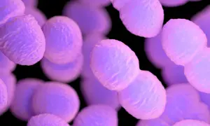 Ingrandimento di batteri rotondi e viola, alcuni in coppia, simili a enterococcus faecalis.