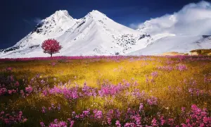 Un singolo albero rosso spicca in un prato fiorito di rosa, con ampie vedute di montagne innevate sotto un cielo blu intenso.