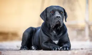 Ein schwarzer Cane Corso liegt entspannt auf sandigem Boden. Sein Blick ist aufmerksam, die bernsteinfarbenen Augen strahlen.