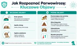 Wczesne i późne objawy parwowirozy u psa: brak apetytu, apatia, wymioty, biegunka, odwodnienie, gorączka. Szybka reakcja jest kluczowa.