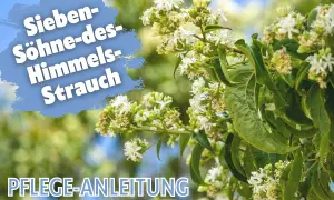 Der Sieben-Söhne-des-Himmels-Strauch (Heptacodium miconioides) blüht üppig. Pflegeanleitung für diese Schönheit.