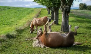 Koń wywrócił się na plecy, wyciągając nogi w powietrze. Jego towarzysz spokojnie skubie trawę. W tle zielone wzgórza i drzewa.