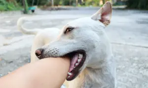 A white dog playfully bites an arm. This image illustrates a common puppy behavior and hints at how to stop puppy biting by redirecting their attention.