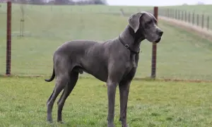 Duży, szary dog niemiecki stoi na łące. Jego waga jest imponująca, świadczy o jego rasie.