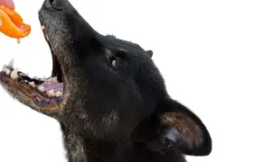 Czarny pies z otwartym pyskiem łapie suszone morele podawane z ręki. Czy pies może suszone morele? Tak, ale z umiarem.