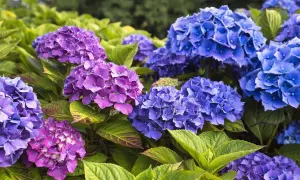Prächtige blaue und violette Hortensienblüten mit grünen Blättern. Die richtige Hortensien Pflege sorgt für diese Farbenpracht.