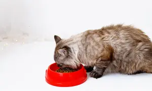 Puszysty kot zajada karmę z czerwonej miseczki. Może po tym dopaść go czkawka u kota?