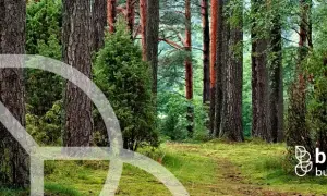 Działka nad jeziorem w Borach Tucholskich: Co musisz wiedzieć?