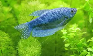 Niebieska rybka akwariowa, przypominająca danio, pływa wśród bujnej, zielonej roślinności.