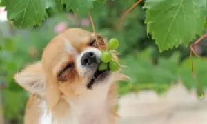 Chihuahua z winogronami w pyszczku. Czy pies może jeść winogrona? To pytanie zadaje sobie wielu właścicieli.