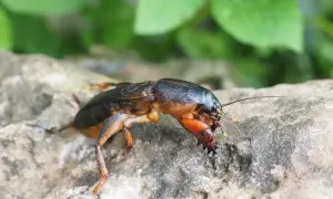 Larwa turkucia podjadka z charakterystycznymi, łopatkowatymi odnóżami, siedząca na kamieniu.