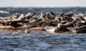 Duża kolonia fok wylegująca się na piaszczystej plaży. W wodzie widać jedną fokę. Foki w Polsce to rzadki widok.