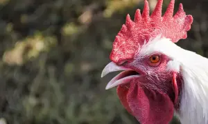 Biały kogut z czerwonym grzebieniem i dzwonkami, z otwartym dziobem. W tle zielona, rozmyta trawa. Ciekawi go, ile rośnie kurczak z wolnego wybiegu.