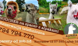 Spacery, terapia, ceny: Zajęcia z alpakami kompletny przewodnik