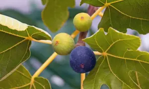 Reife Feigen an einem Ast, ein Zeichen für gute Feigenbaum Pflege. Ein dunkler, ein heller und ein grüner Feigenfruchtansatz.