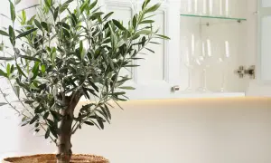 Ein kleiner, grüner olivenbaum in der wohnung, mit Zweigen, die sich vor einem offenen Küchenschrank mit Gläsern erstrecken.
