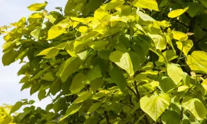 Sonnendurchflutete, gelbgrüne Blätter eines Trompetenbaums. Ein leichter Wind lässt die Zweige tanzen, bereit für den Rückschnitt.
