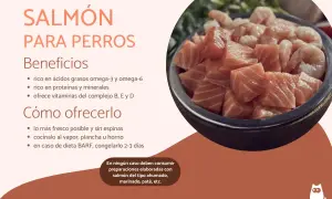Un tazón lleno de trozos de salmón fresco y camarones. Los perros pueden comer salmón, es rico en omega-3 y proteínas.