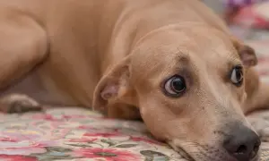 Ein hellbrauner Hund liegt auf einer floralen Decke, sein Blick ist unruhig und er scharrt leicht.