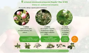 Schemat stosowania preparatu Regalis Plus 10 WG. Pokazuje etapy aplikacji dla podtrzymania zawiązków jabłek, od fazy "balona" do wydłużenia pędów.