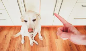 Un perro labrador mira con culpa mientras una mano le señala con el dedo, sugiriendo cómo castigar a un perro si muerde.