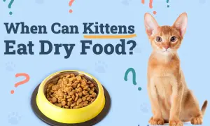 An adorable kitten sits next to a bowl of dry food, with the question "When Can Kittens Eat Dry Food?" displayed.