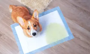 Ein Corgi sitzt auf einer Welpenunterlage, die einen kleinen Fleck hat. Ein süßer Hund mit Inkontinenz, der auf die Unterlage macht.