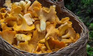 Kiedy jest sezon na grzyby kurki? Odkryj najlepszy czas na zbieranie