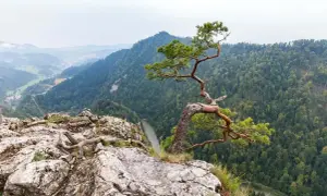 Widok na przełom Dunajca z charakterystycznym drzewem na skale. Niezwykłe szczawnica atrakcje dla miłośników przyrody.