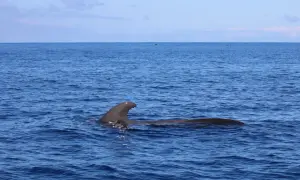 Teneryfa jakie morze? Odkryj tajemnice Oceanu Atlantyckiego
