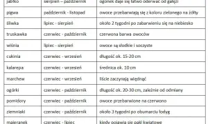 Kiedy buraki smakują najlepiej? Pełny kalendarz zbiorów w PL