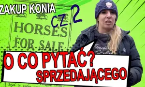 Jak kupić konia: uniknij najczęstszych błędów i wybierz mądrze