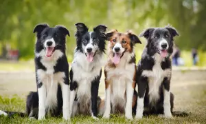 Vier Hunde, die den australian shepherd border collie mix charakter verkörpern, sitzen im Gras.