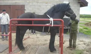 Czarny koń w poskromie dla koni wymiary. Dwóch mężczyzn pomaga przy koniu.