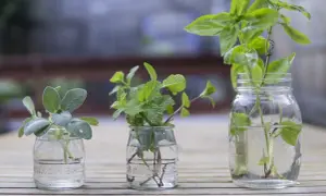 Drei Kräuterstecklinge in Gläsern: Salbei, Minze und Basilikum. So einfach lässt sich Salbei vermehren und neue Pflanzen ziehen.