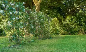 Enredaderas para vallas cubren una cerca metálica en un jardín verde. Flores blancas adornan la vegetación exuberante.
