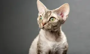 Devon rex blue point – piękne kocięta, które pokochasz na zawsze