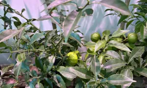 Gröna, omogna frukter på en gren av citrus aurantifolia, omgiven av blanka blad.