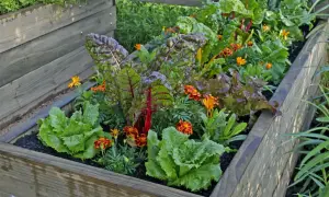 Ein schön bepflanztes Hochbeet mit knackigem Salat, bunten Mangoldblättern und leuchtenden Blumen. Perfekt zum Hochbeet bepflanzen!