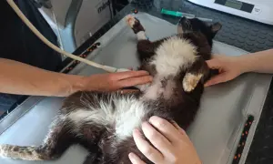 Weterynarz bada brzuch kota z niegojącą się raną.