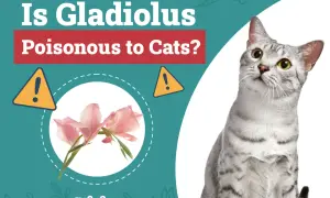 A cat looks up at a graphic asking "Is Gladiolus Poisonous to Cats?" with images of pink gladiolus flowers and warning signs.