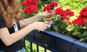 Dziewczyna przycina czerwone pelargonie, pokazując jak przycinać geranium.