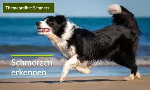 Ein Border Collie rennt am Strand. Die Text-Overlays "Themenreihe: Schmerz" und "Schmerzen erkennen" deuten darauf hin, dass die **Liegeposition Hund Schmerzen** signalisieren kann.
