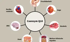 Coenzym Q10 ist wichtig für Herz, Gehirn, Augen, Haut, Muskeln, Fruchtbarkeit und weitere klinische Aspekte.