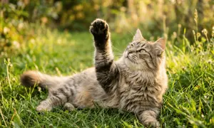 Un gato adulto, con pelaje atigrado y ojos verdes, juega en la hierba alta, levantando una pata juguetona.