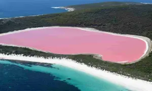 Niezwykłe, różowe jezioro w Australii otoczone zielenią i białymi plażami, z turkusową wodą oceanu w tle.